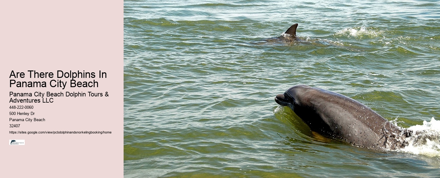 Dolphin And Snorkeling Tours