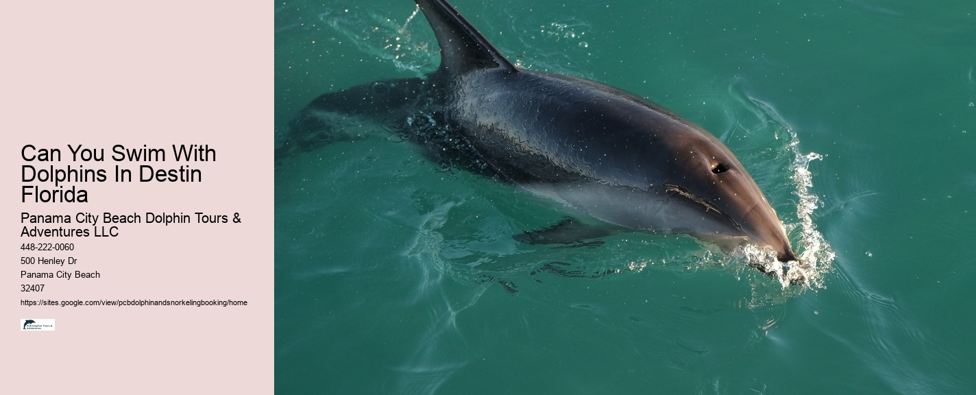 Salty Dog Dolphin Tours Panama City Beach Fl