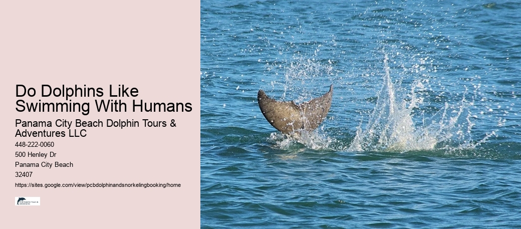 Do Dolphins Like Swimming With Humans