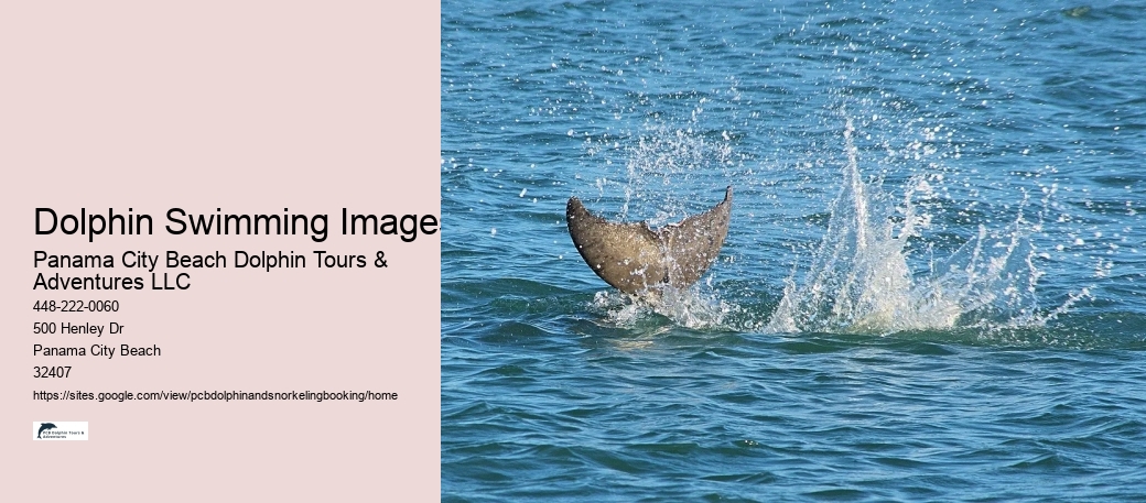 Dolphin Swimming Images