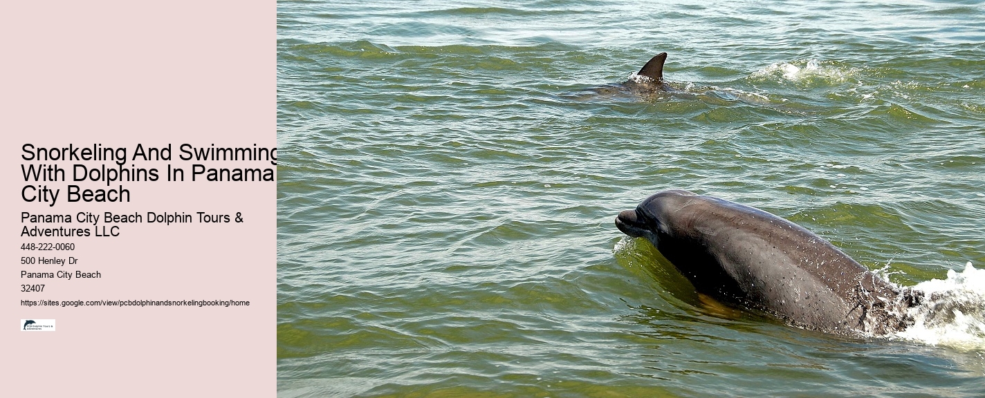 Where in Florida do you swim with dolphins