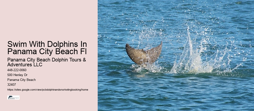 Swim With Dolphins In Panama City Beach Fl