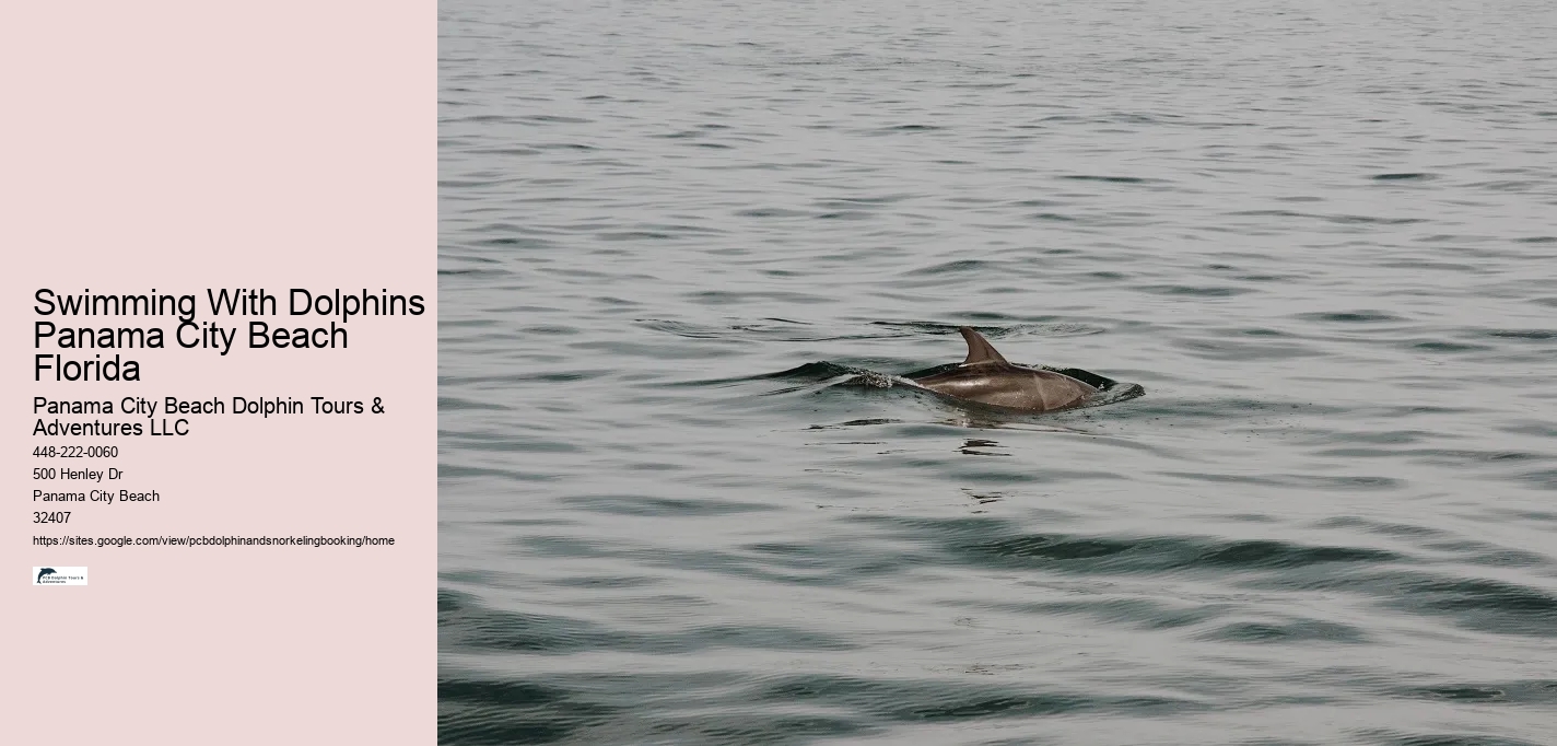 Swimming With Dolphins Panama City Beach Florida