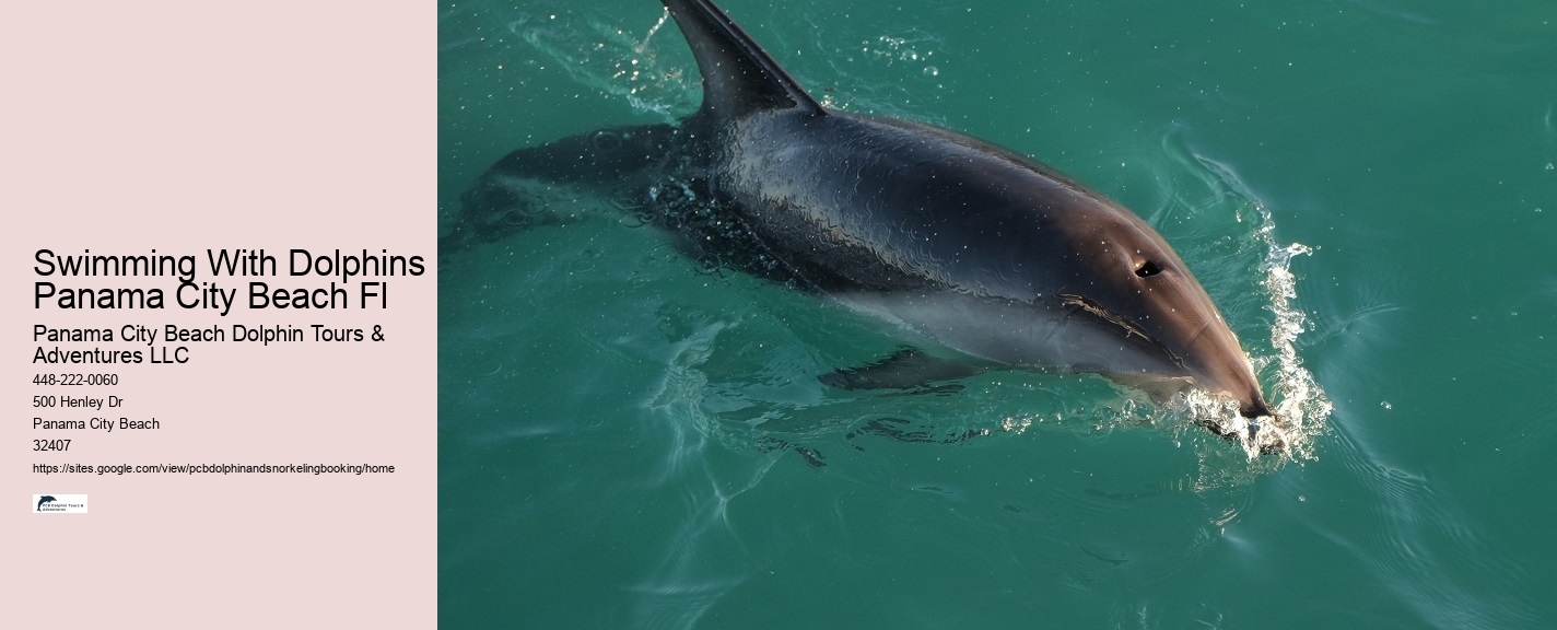 Dolphin Tours Panama City