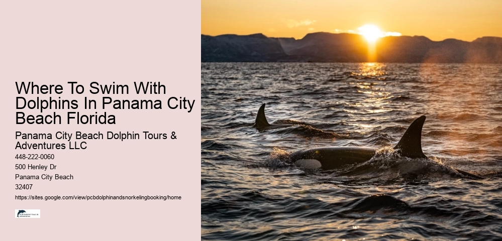 Where To Swim With Dolphins In Panama City Beach Florida